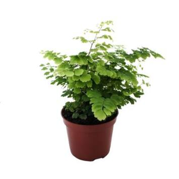 image ADIANTUM FRITZ LUTHI