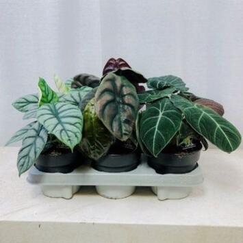 image ALOCASIA LUXE VARIE