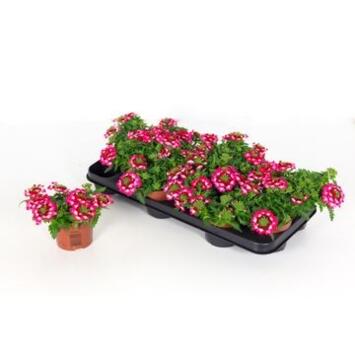 image VERVEINE 2COULEURS