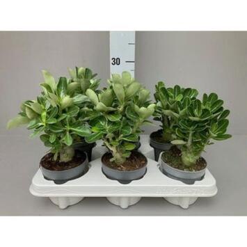 image ADENIUM OBESUM