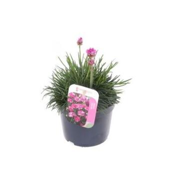 image ARMERIA SPLENDENS