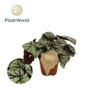 image BEGONIA REX DARK FEDOR