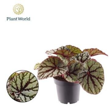 image BEGONIA REX DARK FEDOR