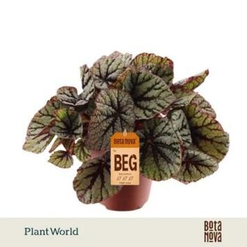 image BEGONIA REX DARK FEDOR