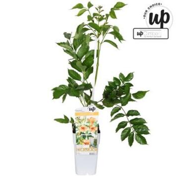 image CAMPSIS INDIAN SUMMER