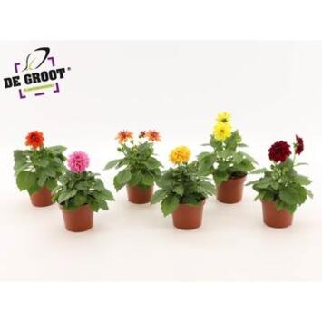 image DAHLIA VARIE P COLORE