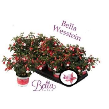 image FUCHSIA BELLA HILDA