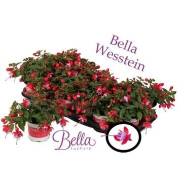 image FUCHSIA BELLA LYDIA