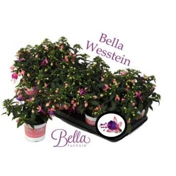 image FUCHSIA BELLA MARISKA