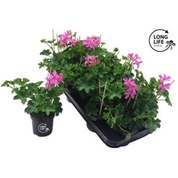 image GERANIUM LIERRE SIMPLE MAUVE