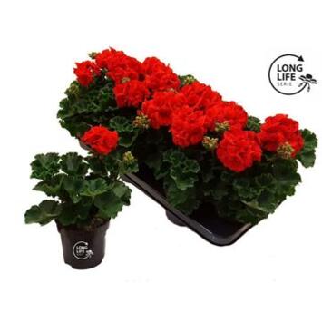 image GERANIUM LIERRE SIMPLE ROUGE