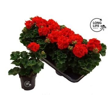 image GERANIUM LIERRE SIMPLE ROUGE