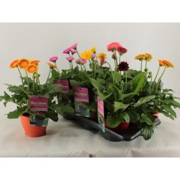 image GERBERA GARVINEA