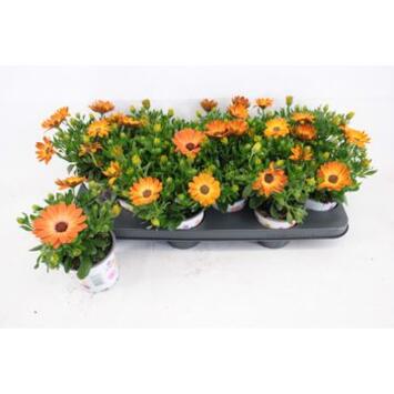 image OSTEOSPERMUM ORANGE