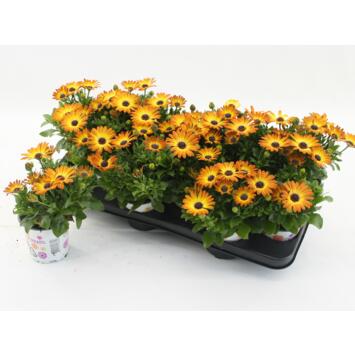 image OSTEOSPERMUM ORANGE
