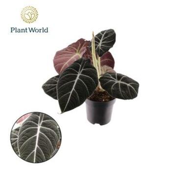 image ALOCASIA BLACK VELVET