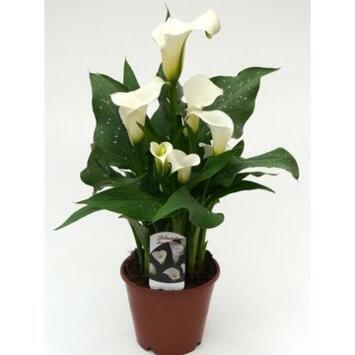 image ARUM BLANC