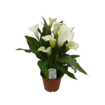 image ARUM BLANC