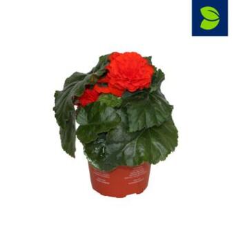 image BEGONIA FORTUNE ORANGE