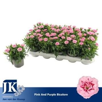 image OEILLET OSCAR ROSE VIOLET