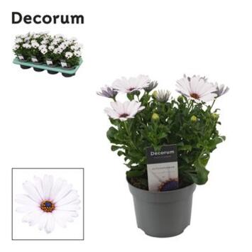 image OSTEOSPERMUM BLANC