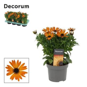 image OSTEOSPERMUM ORANGE