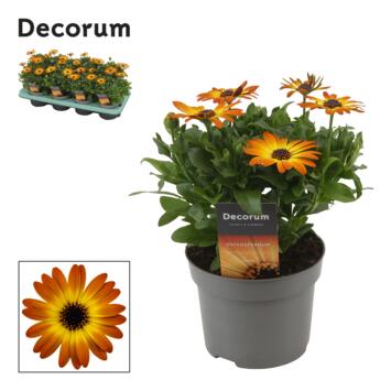 image OSTEOSPERMUM ORANGE