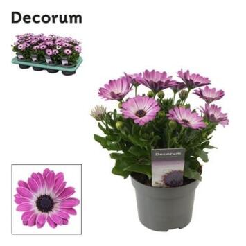 image OSTEOSPERMUM ROSE