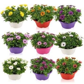 image OSTEOSPERMUM COUPE COLOREE
