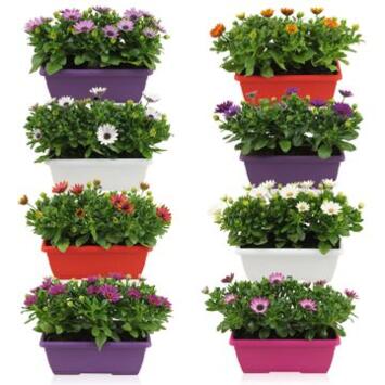 image OSTEOSPERMUM JARD COLOREE