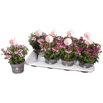 image PELARGONIUM GRANDIFLORUM PARFUM