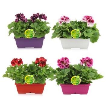 image PELARGONIUM GRANDIFLORUM JARD
