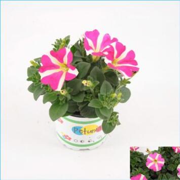 image PETUNIA AMORE ROSE