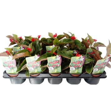 image BEGONIA DRAGON WINGS ROUGE