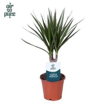 image DRACAENA MARGINATA TIGE 20CM