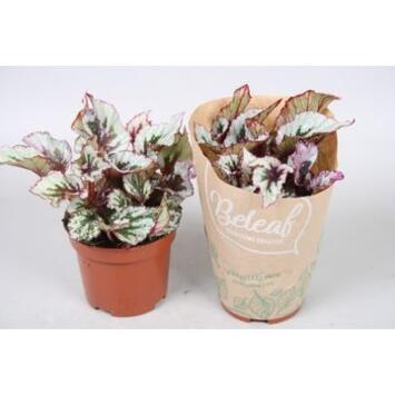 image BEGONIA BELEAF EVENING GLOW