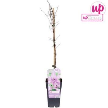 image CLEMATITE PALISSE HAGLEY