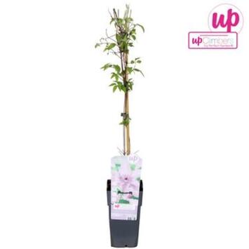 image CLEMATITE PALISSE HAGLEY