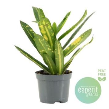 image CROTON SUNNY STAR