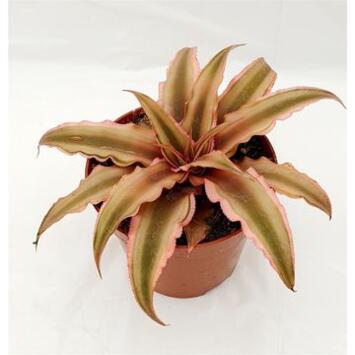 image CRYPTANTHUS PINK STARLIGHT
