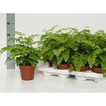 image ADIANTUM FRAGRANS