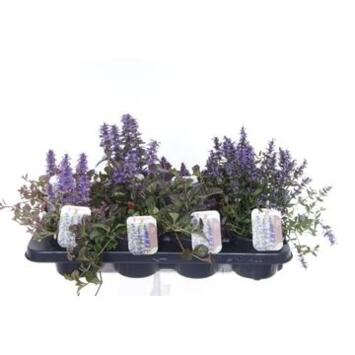 image AJUGA REPTANS