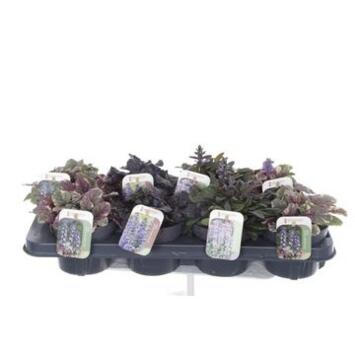 image AJUGA REPTANS