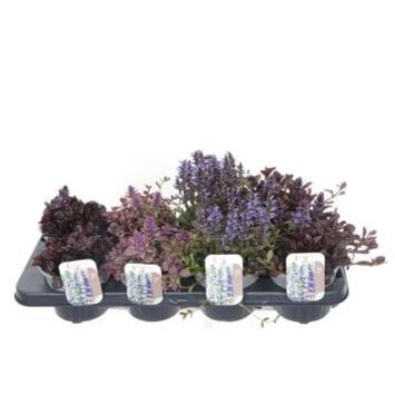 image AJUGA REPTANS