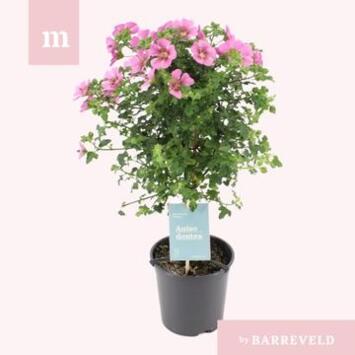 image ANISODONTEA PRINCESS TIGE