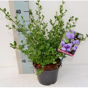 image CEANOTHUS VICTORIA