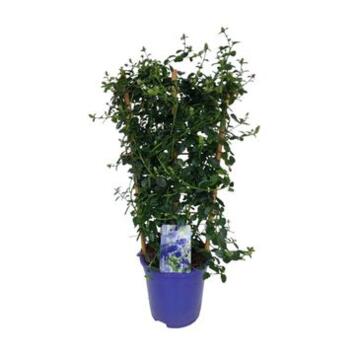 image CEANOTHUS REPENS PALISSE