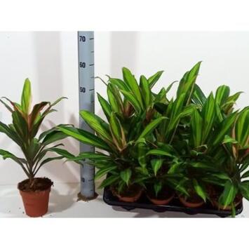 image CORDYLINE KIWI