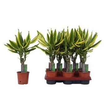 image DRACAENA GOLDEN KING TIGE 20CM