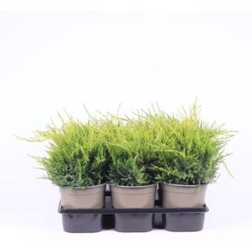 image JUNIPERUS GOLD COAST